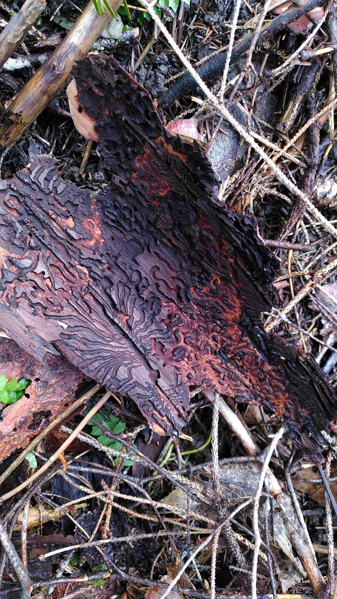 Le métier d'AM? Voir l'invisible et le microscopique.