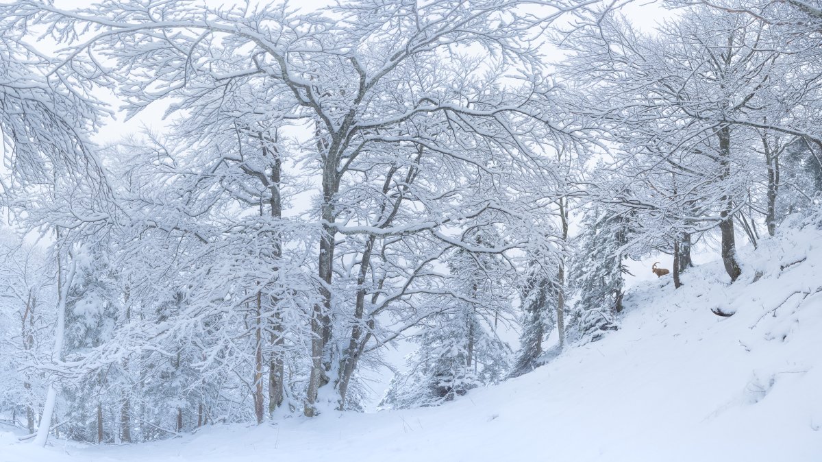 Activités hivernales dans les Alpes: vivre la montagne sans déranger la faune.